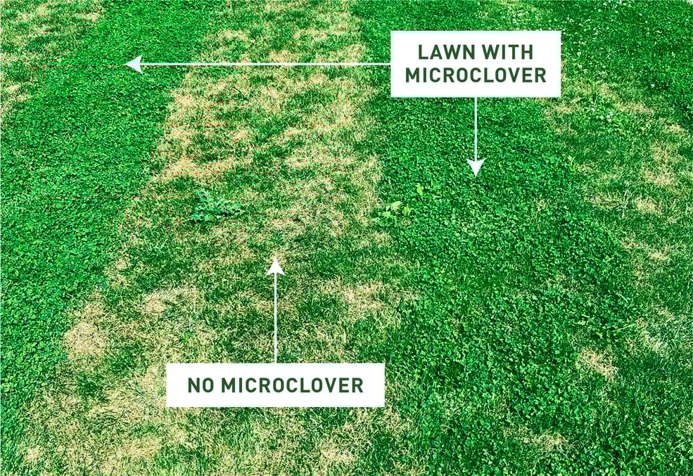 How to Kill Clover Without Chemicals